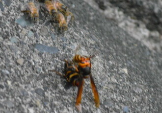 ニホンミツバチ – Machi Eco – まちエコ –