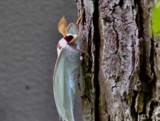 モスのいる生活　カイコ　オオミズアオ　ユガ　3体セット 可愛い〜！！モスたち♡リアル系の虫グッズを買うのって初めてだから