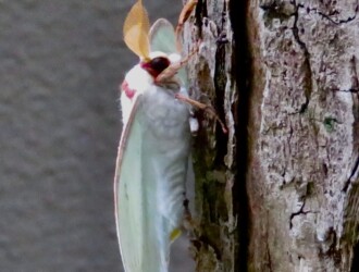 オオミズアオ – Machi Eco – まちエコ –