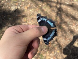 ルリタテハ – Machi Eco – まちエコ –