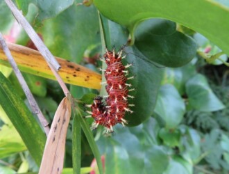 ルリタテハ – Machi Eco – まちエコ –