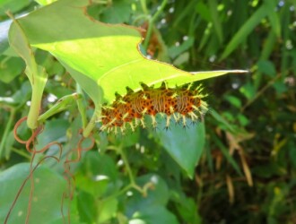 ルリタテハ – Machi Eco – まちエコ –