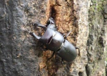 スジクワガタ – Machi Eco – まちエコ –