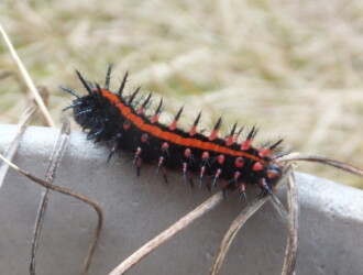 【投稿者コメント】マンション専用庭の野生のスミレの鉢に発生していました。