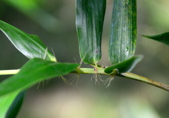 投稿者コメント:肩毛が横に開いている。