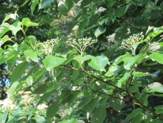 【投稿者コメント】実です。