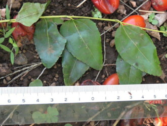 【投稿者コメント】落ちていた葉を撮影しました。