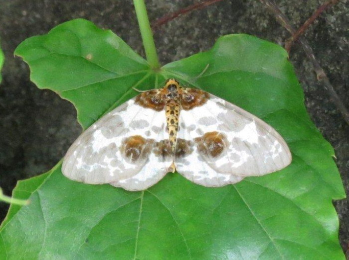 ユウマダラエダシャク Machi Eco まちエコ